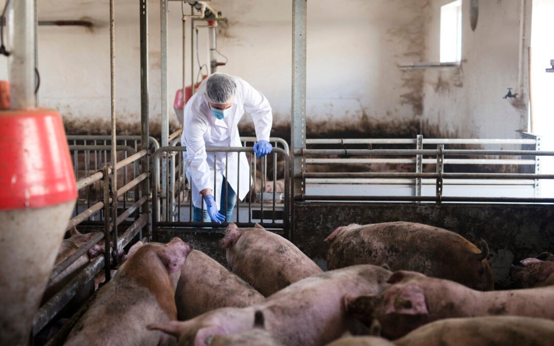 Alimentos para Cerdos de Engorde por Etapas